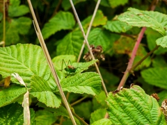 Conocephalus dorsalis