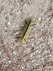 Lophocampa mixta