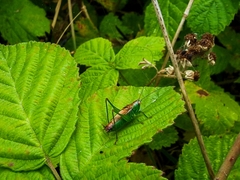 Conocephalus dorsalis
