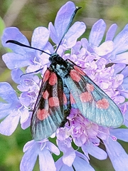 Zygaena viciae