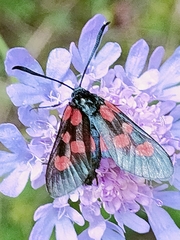 Zygaena viciae