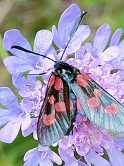 Zygaena viciae