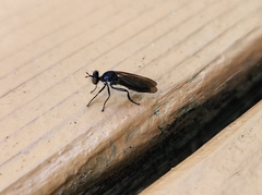Eudioctria sackeni