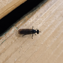 Eudioctria sackeni