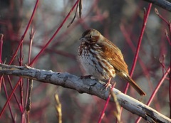 Passerella iliaca iliaca