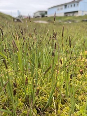 Carex rariflora