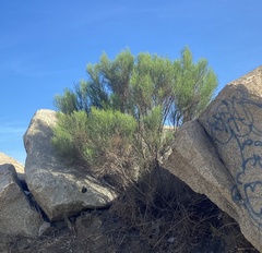 Baccharis sarothroides