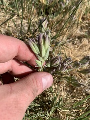 Chloropyron maritimum