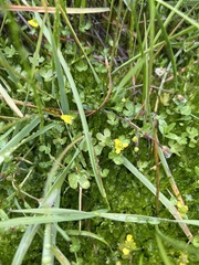 Ranunculus hyperboreus