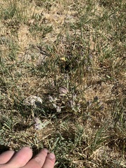 Chloropyron maritimum