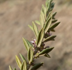 Agathosma microcarpa