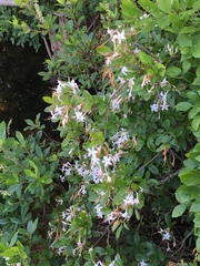 Rhododendron viscosum