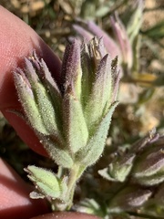 Chloropyron maritimum