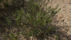 Agathosma microcarpa