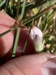Chloropyron maritimum