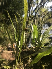 Microgramma squamulosa