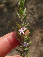 Agathosma microcarpa