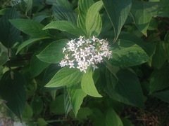 Angiospermae