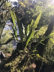 Microgramma squamulosa