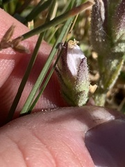 Chloropyron maritimum