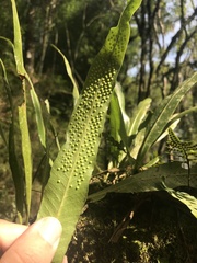 Microgramma squamulosa