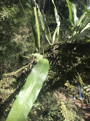 Microgramma squamulosa