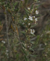 Agathosma microcarpa