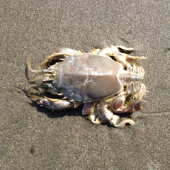 Blepharipoda occidentalis