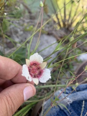 Calochortus ghiesbreghtii