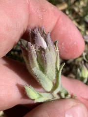 Chloropyron maritimum