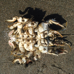 Blepharipoda occidentalis