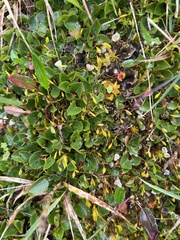 Salix herbacea