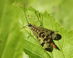 Panorpa