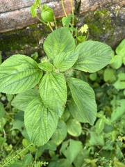 Acalypha