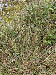 Carex lachenalii