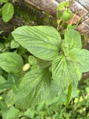 Acalypha