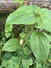 Acalypha