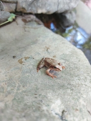 Rana dalmatina