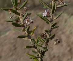 Agathosma microcarpa