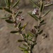 Agathosma microcarpa - Photo (c) Sally Adam, some rights reserved (CC BY-NC), uploaded by Sally Adam