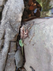 Rana dalmatina