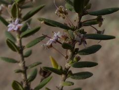 Agathosma microcarpa