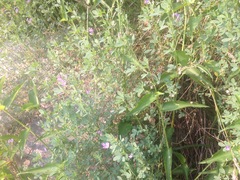Angiospermae