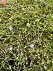 Dichodon cerastoides