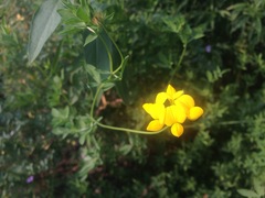 Angiospermae