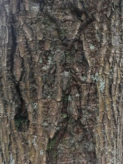 Euglyphis melancholica