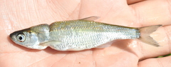 Alburnus alburnus