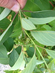 Angiospermae