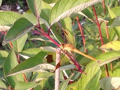 Angiospermae