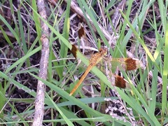 Sympetrum pedemontanum elatum